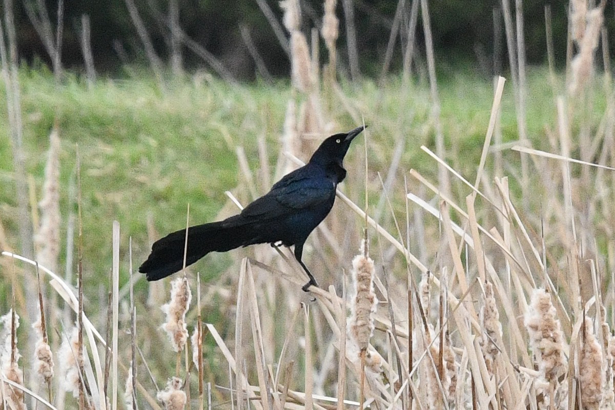 Great-tailed Grackle - George Chiu