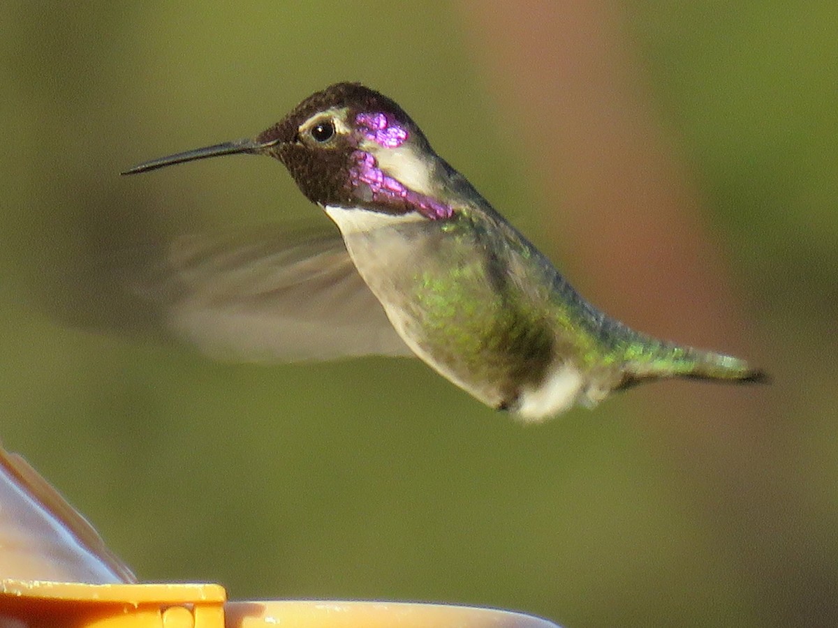 Costa's Hummingbird - Colin Dillingham