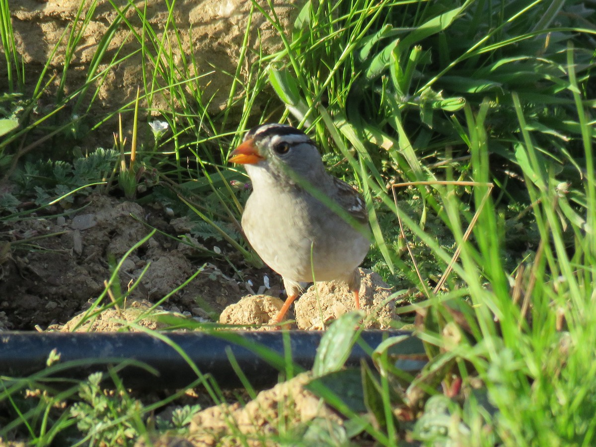 White-crowned Sparrow (Gambel's) - Colin Dillingham