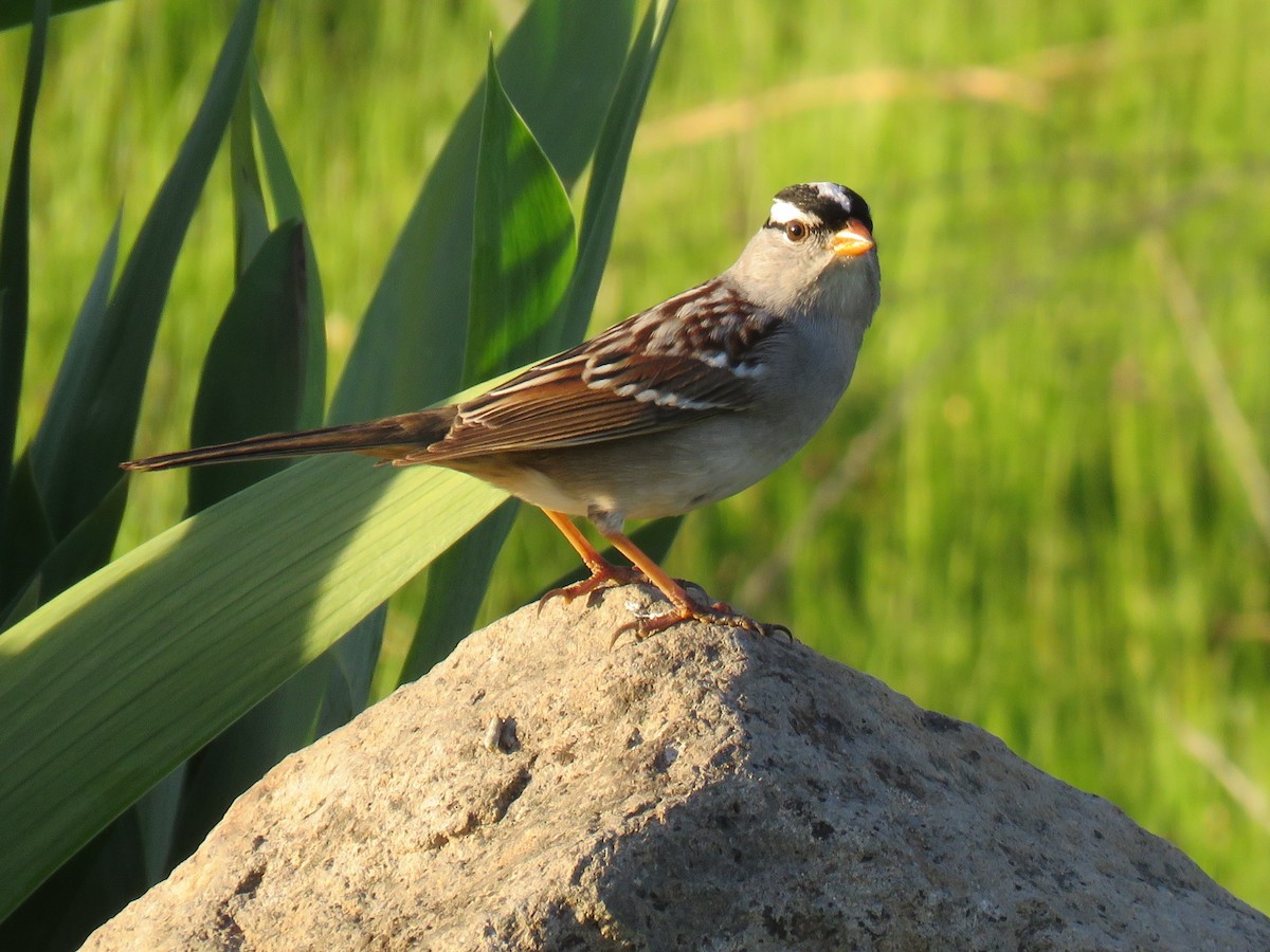 White-crowned Sparrow (oriantha) - Colin Dillingham