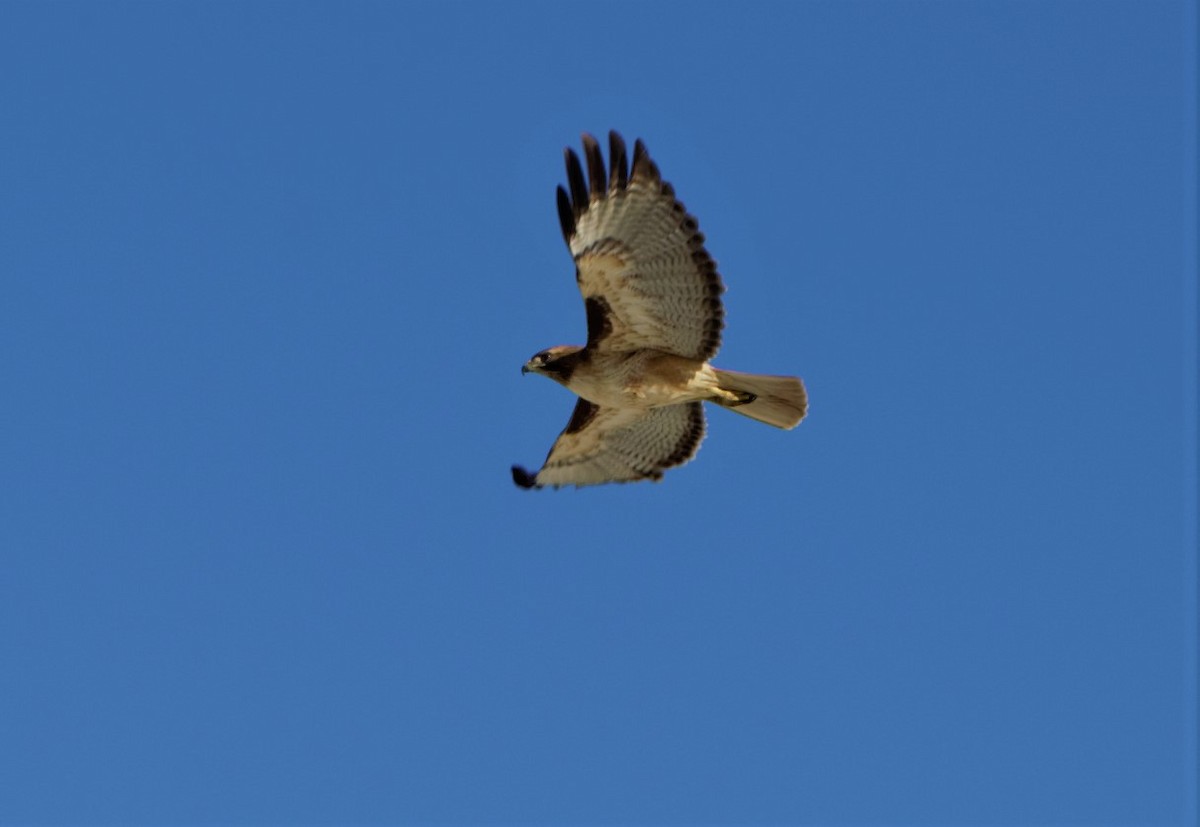 Red-tailed Hawk - ML151803091