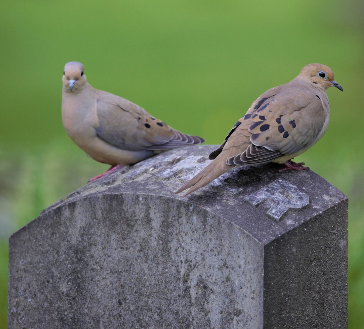 Mourning Dove - kasey foley