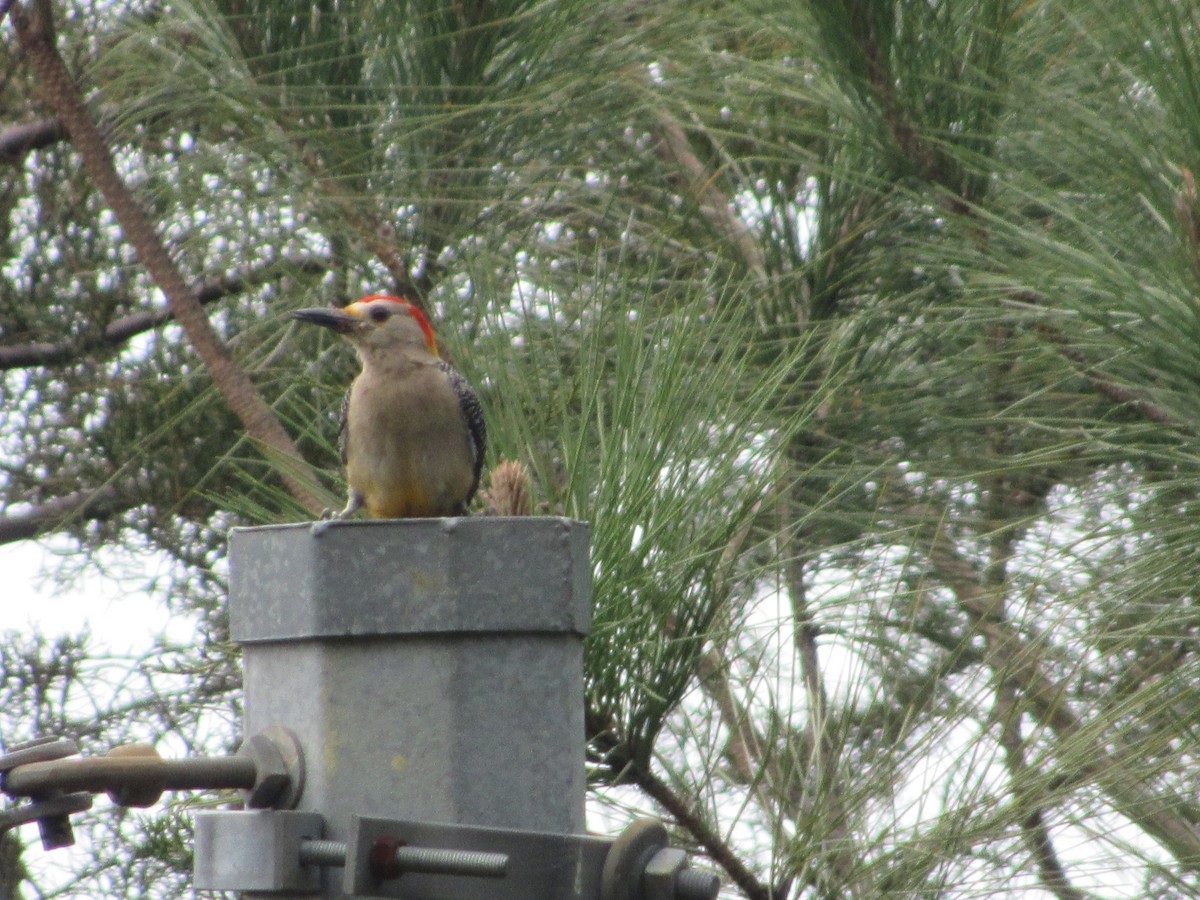 Golden-fronted Woodpecker - Leticia Andino Biologist and Birding Tour Guide