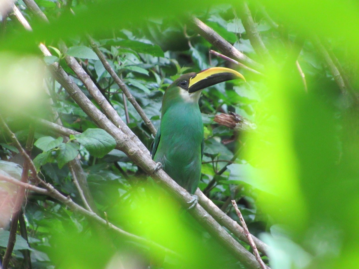 Northern Emerald-Toucanet - Leticia Andino Biologist and Birding Tour Guide