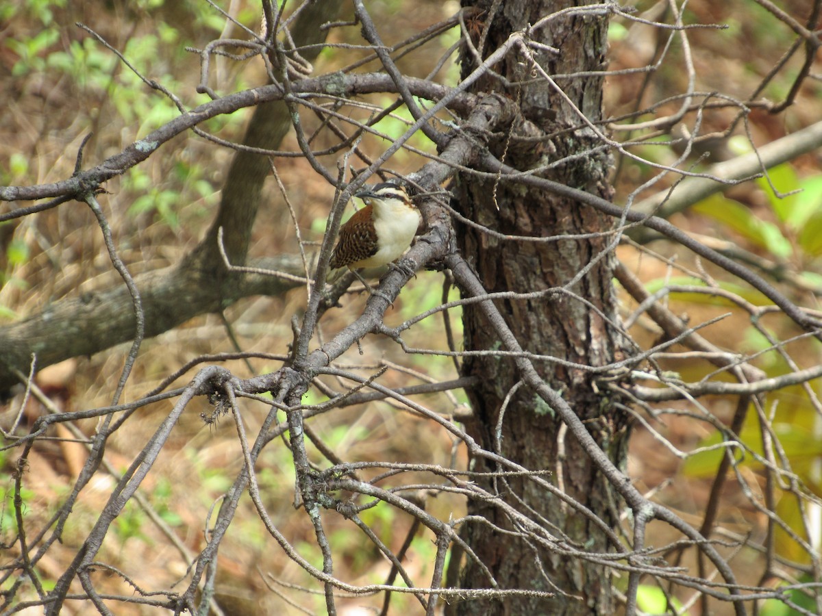 Rufous-naped Wren - Leticia Andino Biologist and Birding Tour Guide