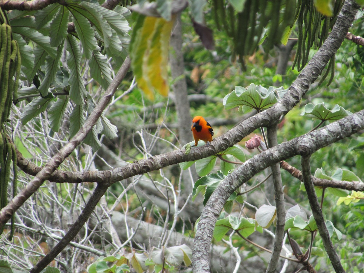 Altamira Oriole - Leticia Andino Biologist and Birding Tour Guide