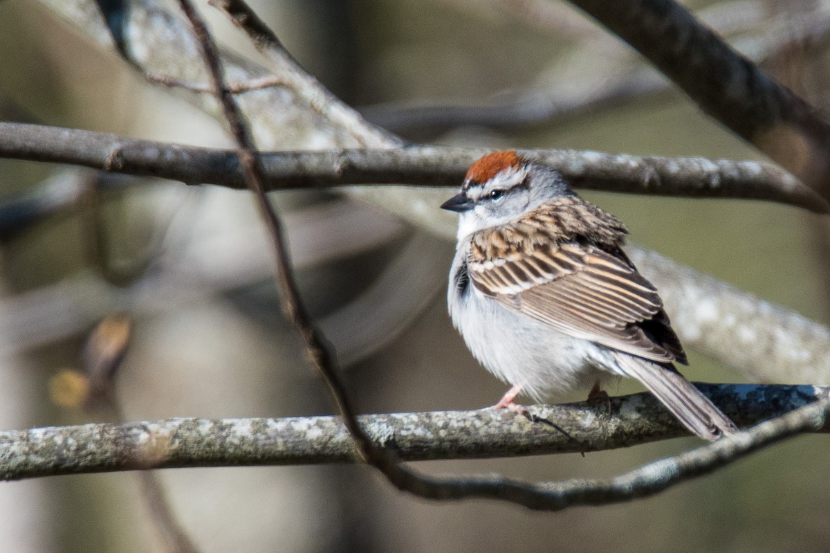 Chipping Sparrow - ML151804021