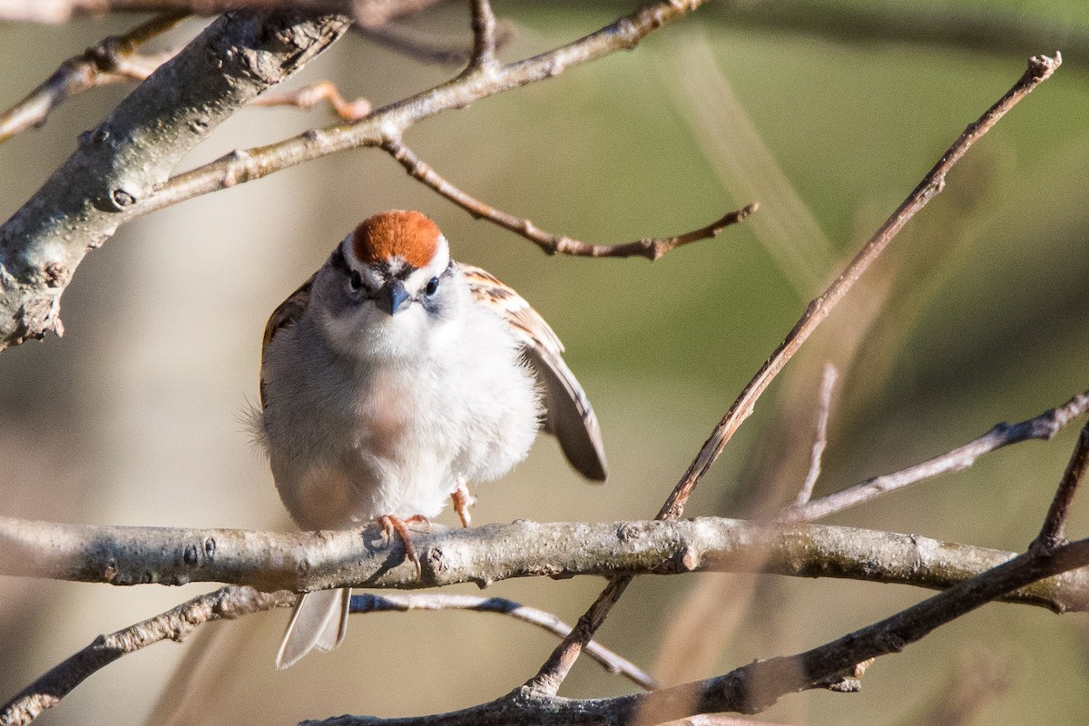 Chipping Sparrow - ML151804051