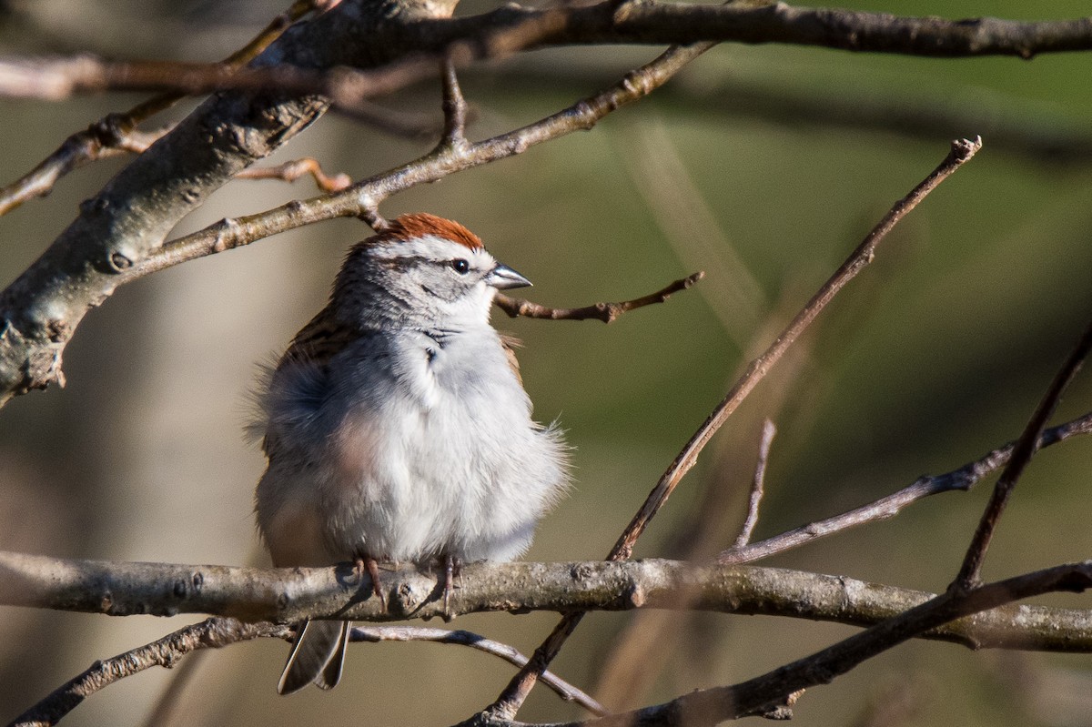 Chipping Sparrow - ML151804071