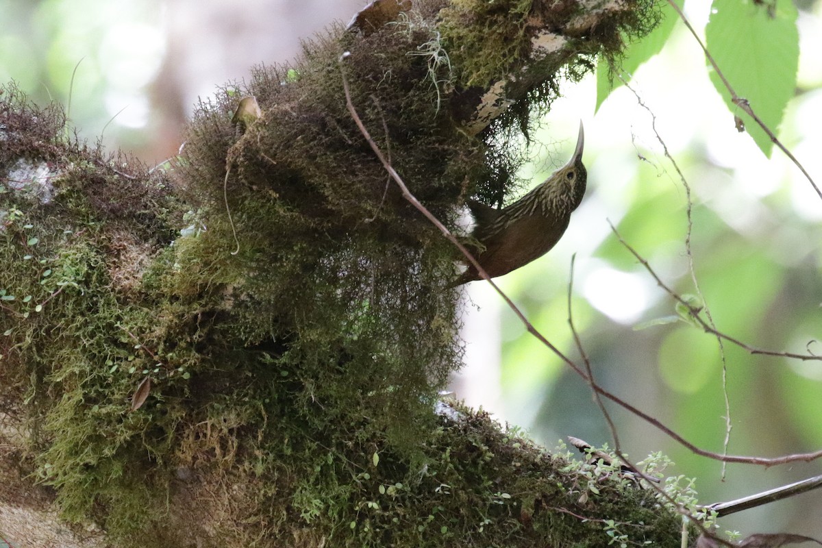 Spot-crowned Woodcreeper - ML151806151