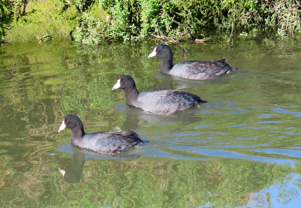 American Coot (Red-shielded) - ML151806381