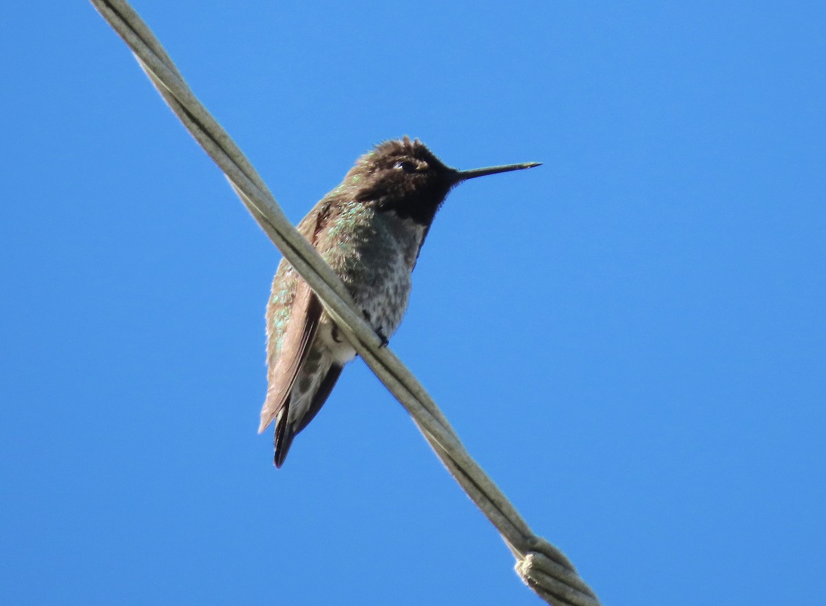 Anna's Hummingbird - ML151806471