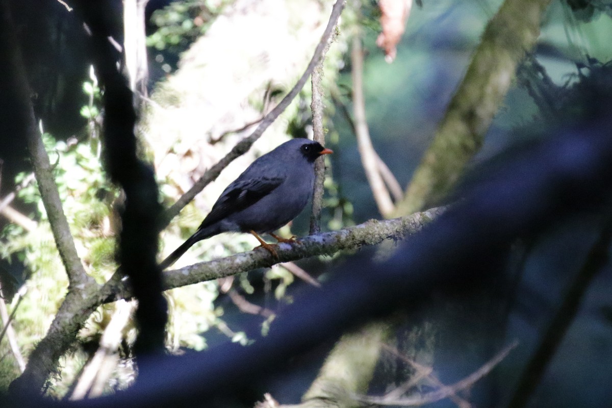 Black-faced Solitaire - ML151806611