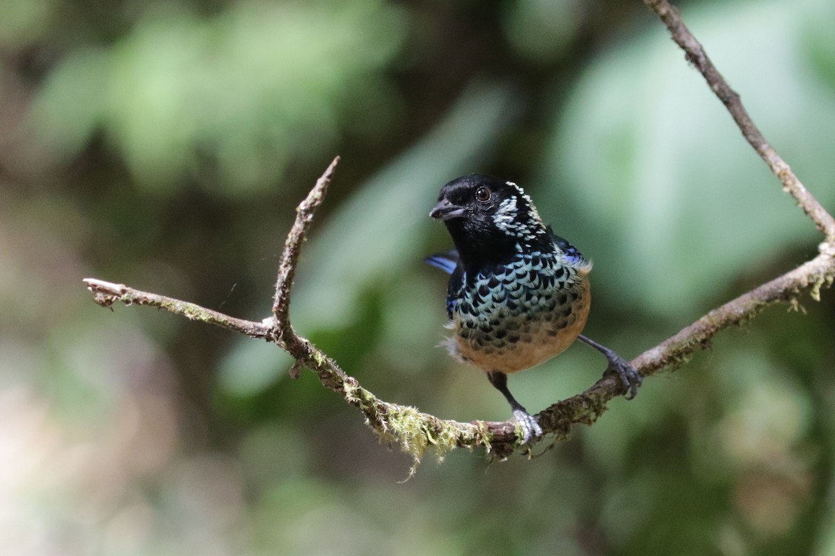 Spangle-cheeked Tanager - ML151806891