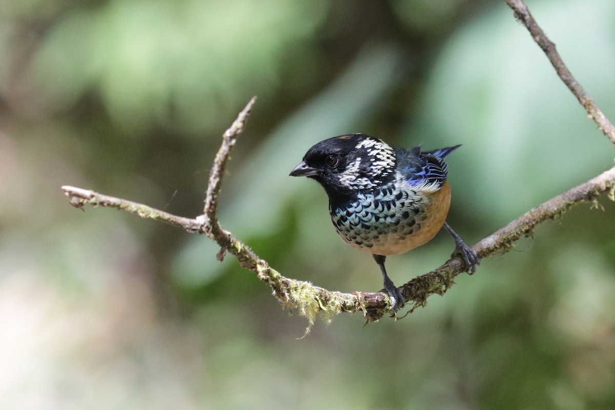 Spangle-cheeked Tanager - ML151806901