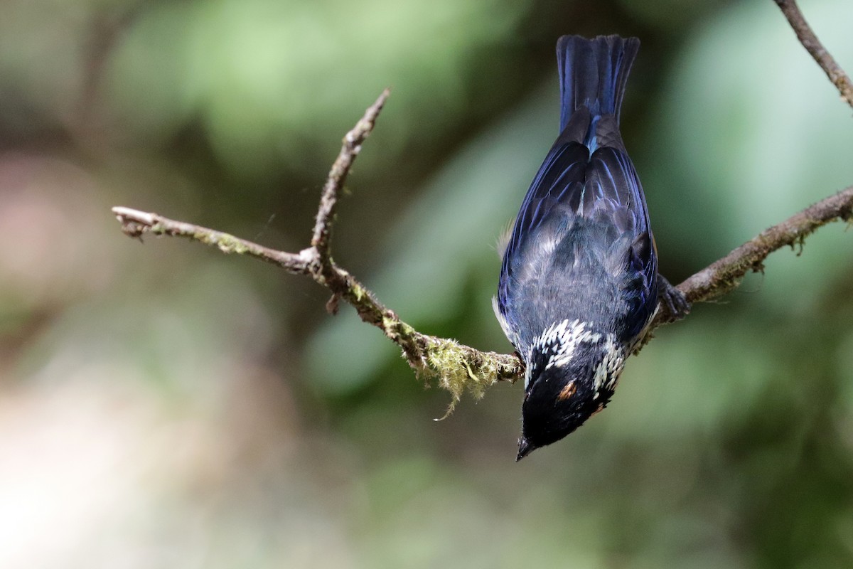 Spangle-cheeked Tanager - ML151806911