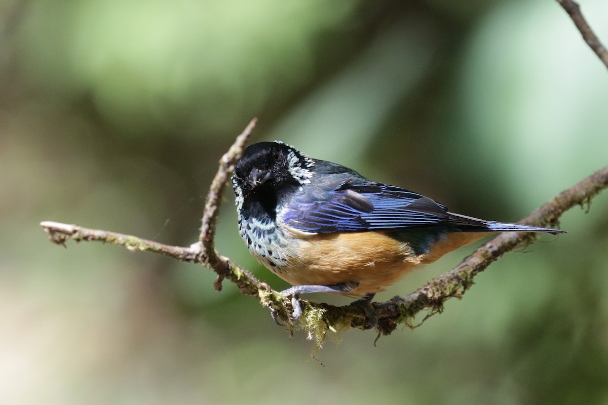 Spangle-cheeked Tanager - ML151806921