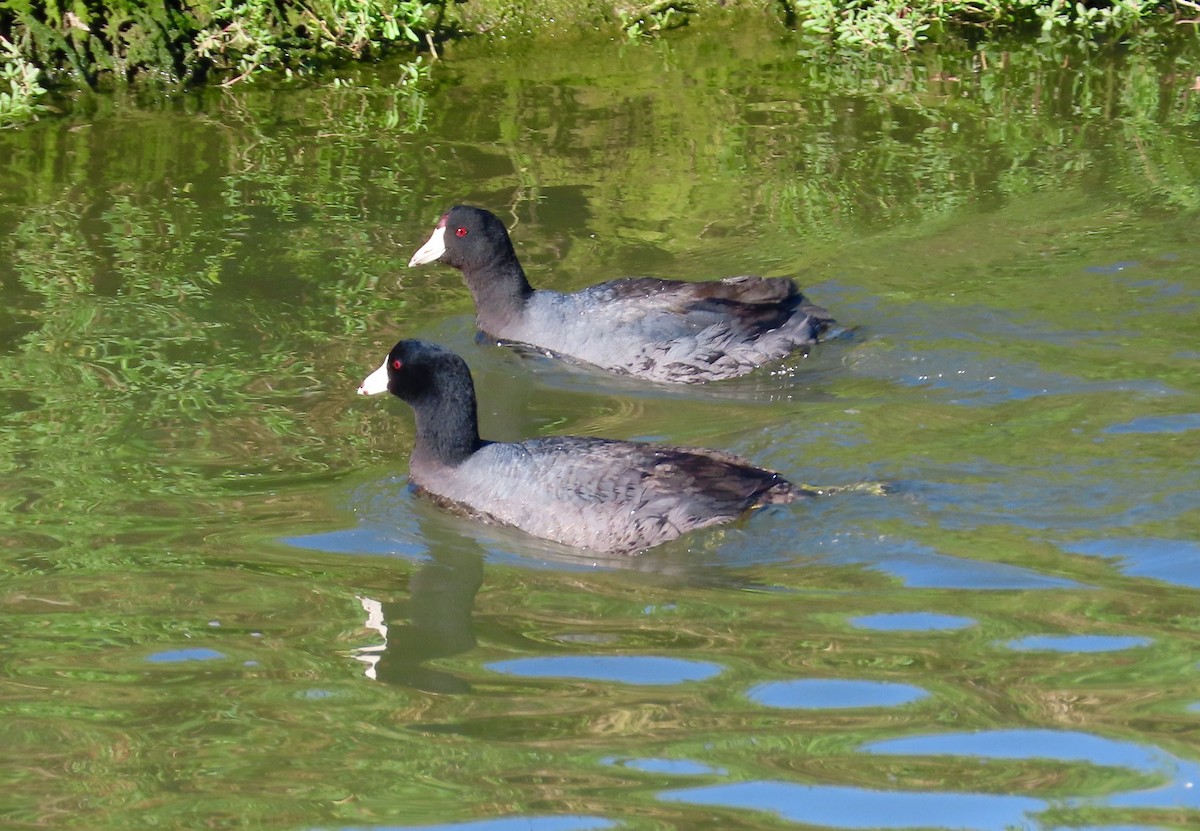 American Coot (Red-shielded) - ML151807231