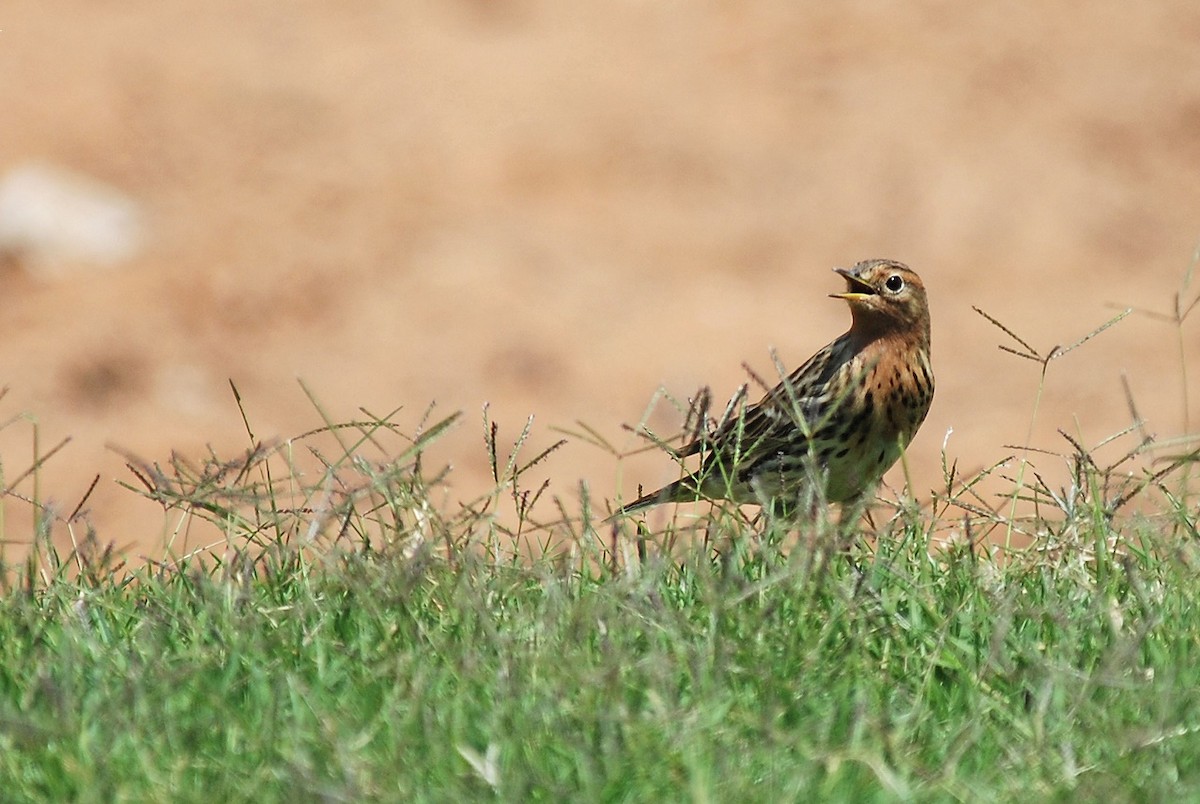 Red-throated Pipit - Peter Arras