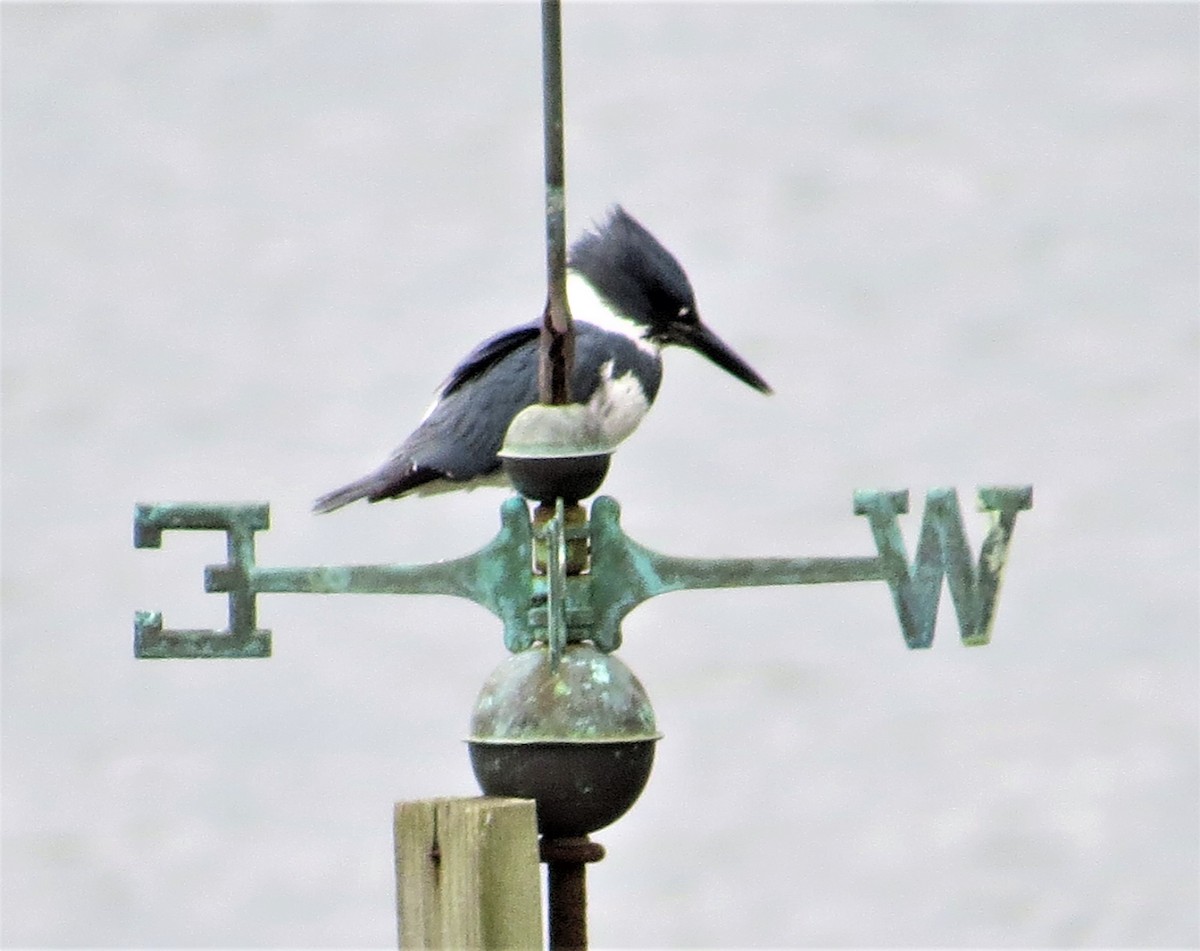 Belted Kingfisher - Ann Marie Wood