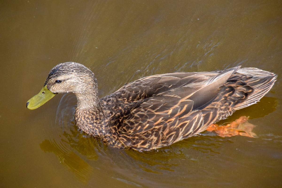 Mottled Duck - Peter Rigsbee