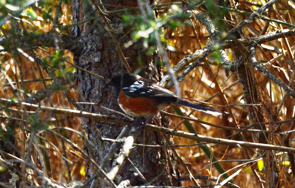 Spotted Towhee - Mark  Ludwick