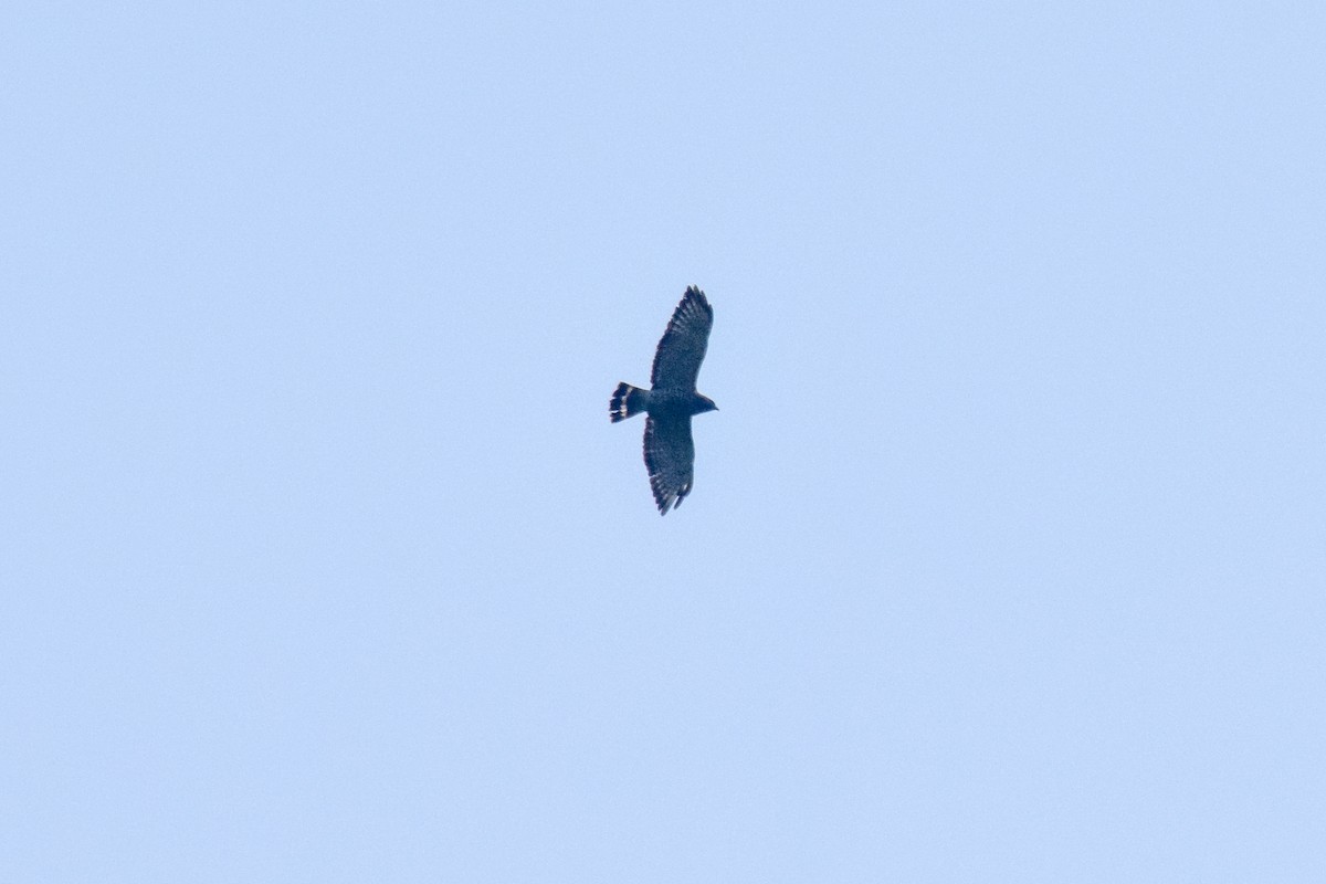 Broad-winged Hawk - ML151811631