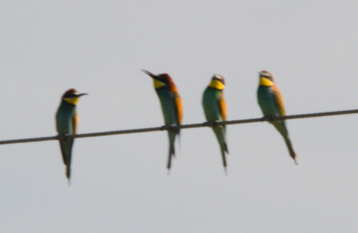 European Bee-eater - Gary Wood