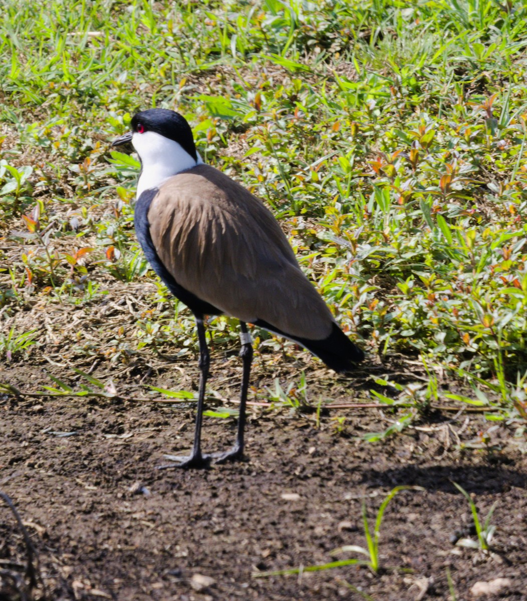 Spur-winged Lapwing - Gary Wood