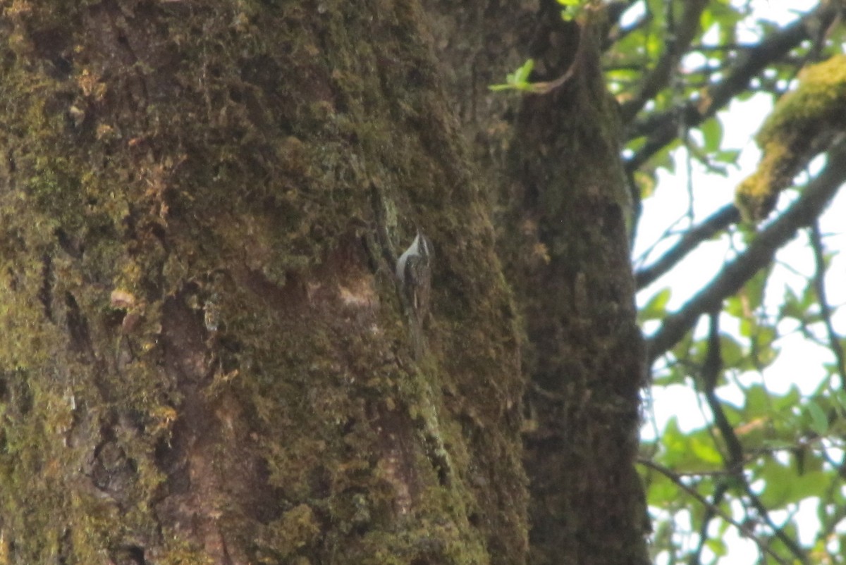 Bar-tailed Treecreeper - ML151813161