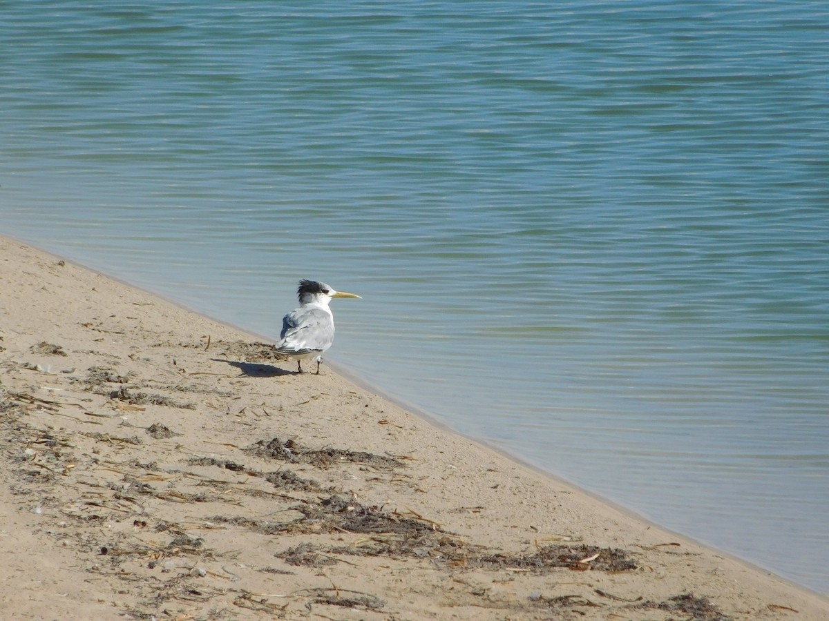 Great Crested Tern - ML151813591
