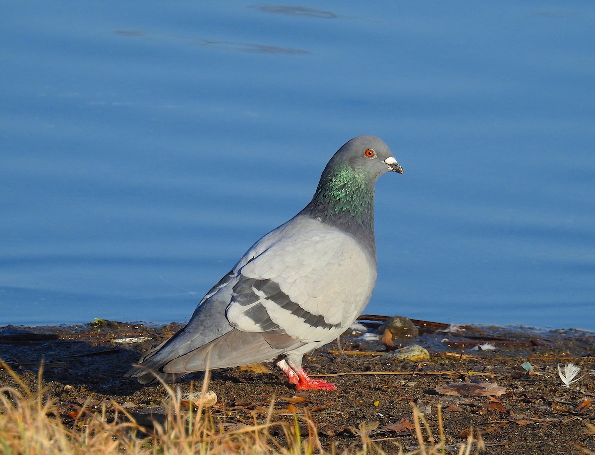 Rock Pigeon (Feral Pigeon) - ML151813761