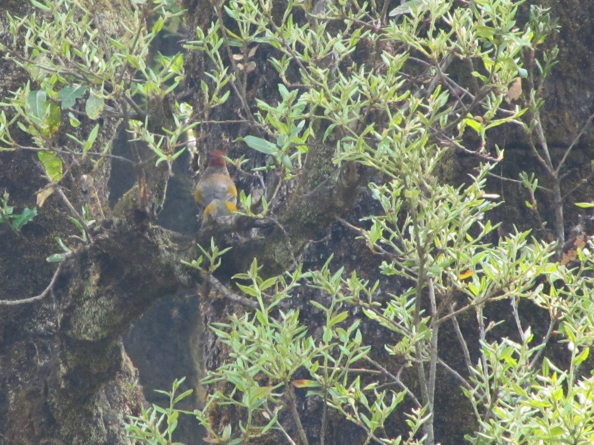 Chestnut-crowned Laughingthrush - ML151814001