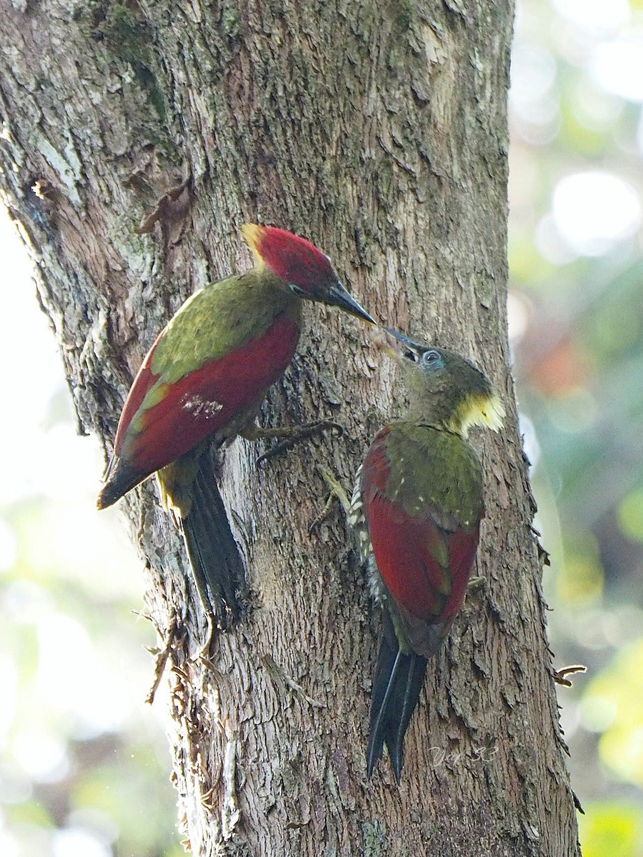 Crimson-winged Woodpecker - Sue Chew Yap