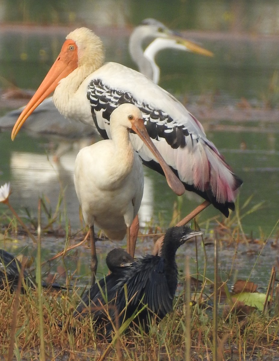 Painted Stork - Manoj Karingamadathil