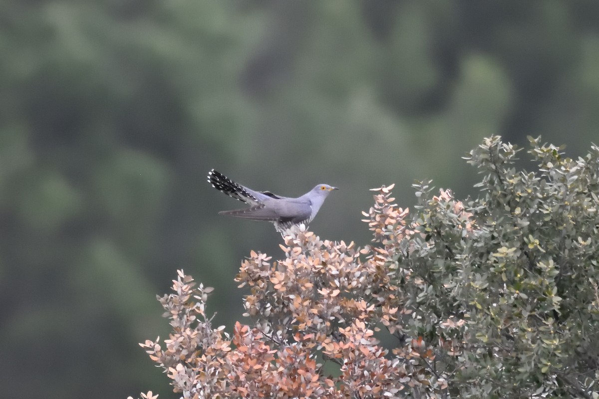 Common Cuckoo - Santiago Caballero Carrera