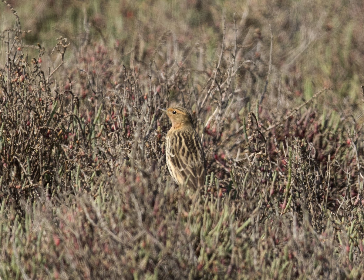 Red-throated Pipit - Lefteris Stavrakas