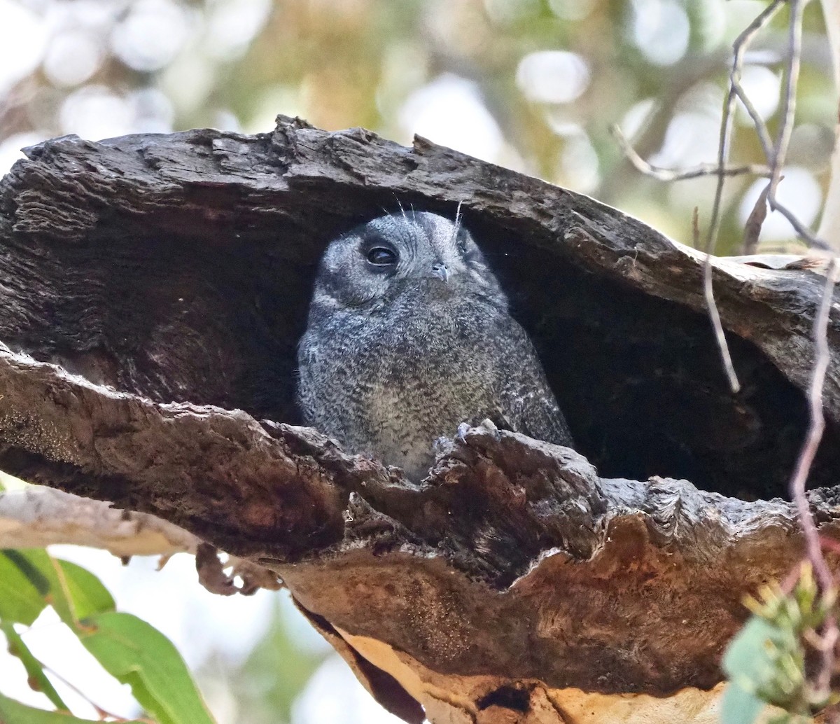 Australian Owlet-nightjar - Ken Glasson