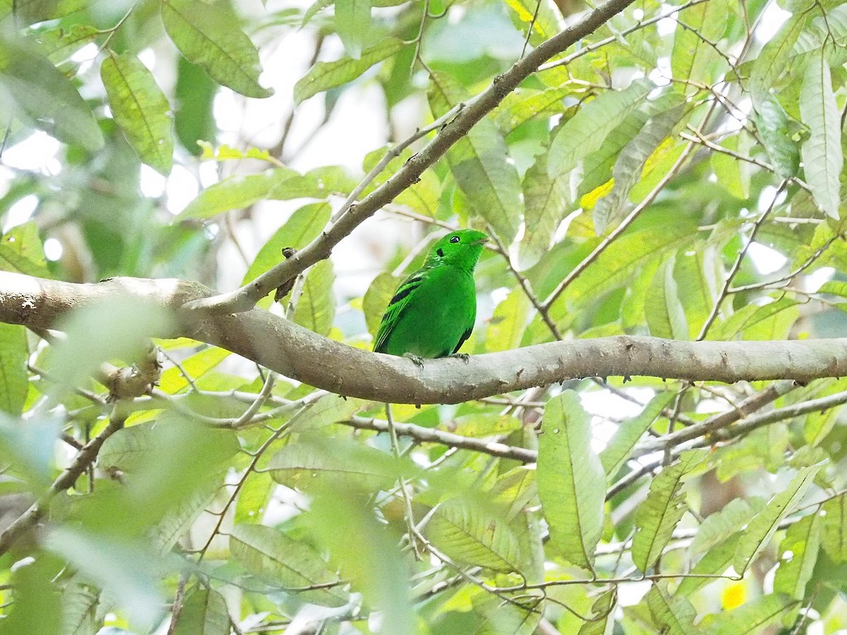 Green Broadbill - Sue Chew Yap