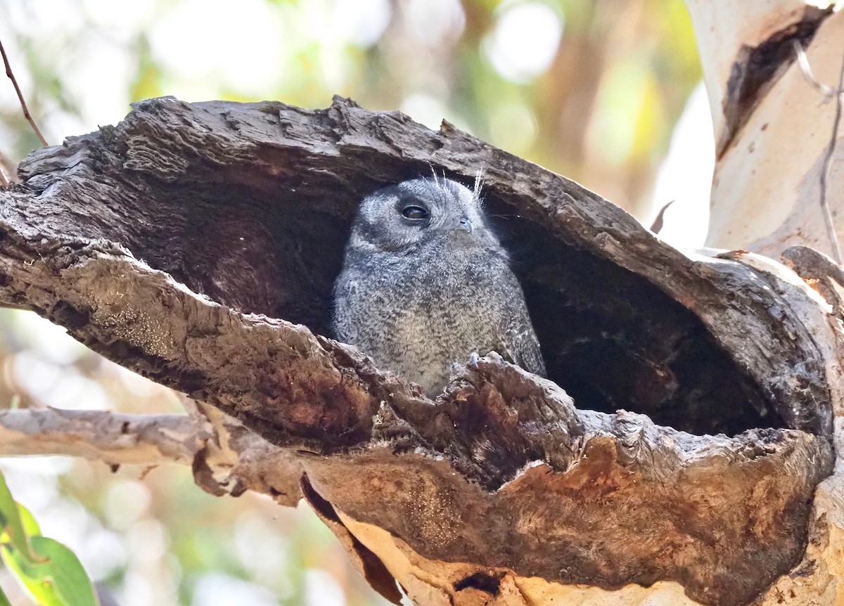 Australian Owlet-nightjar - ML151815021