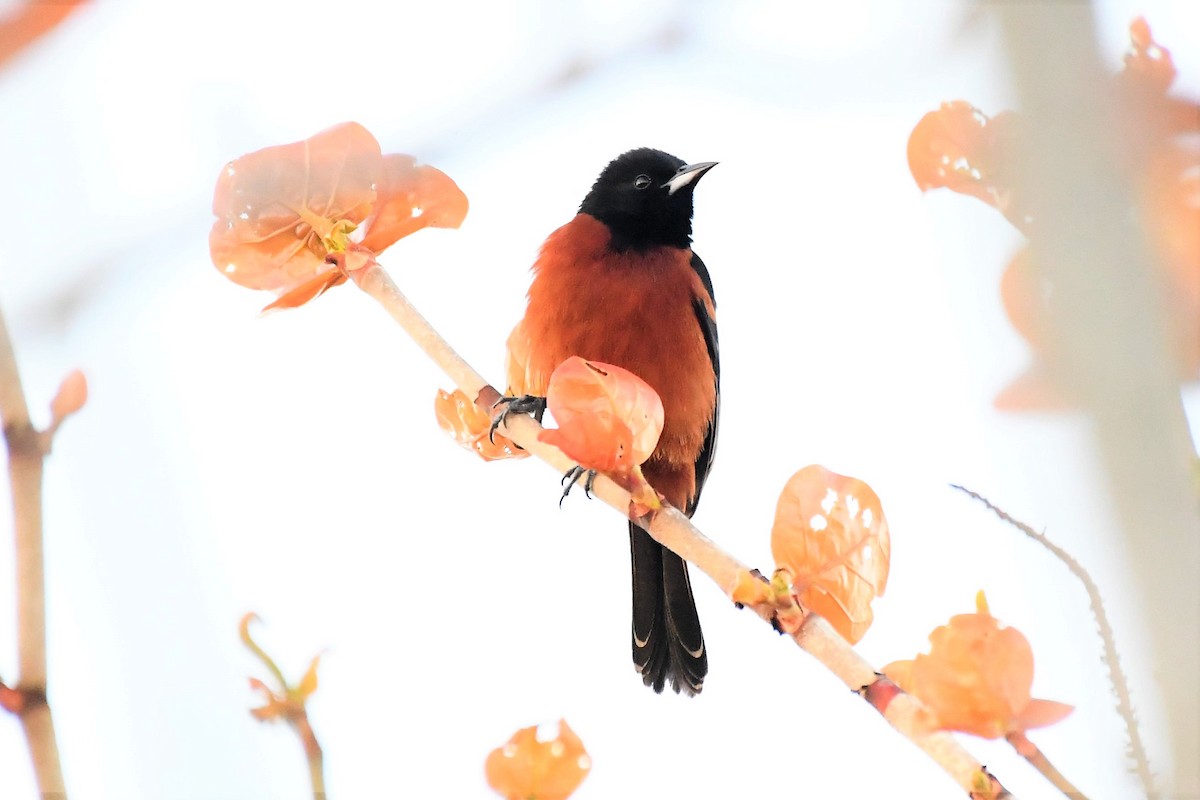 Orchard Oriole - Jim Collins