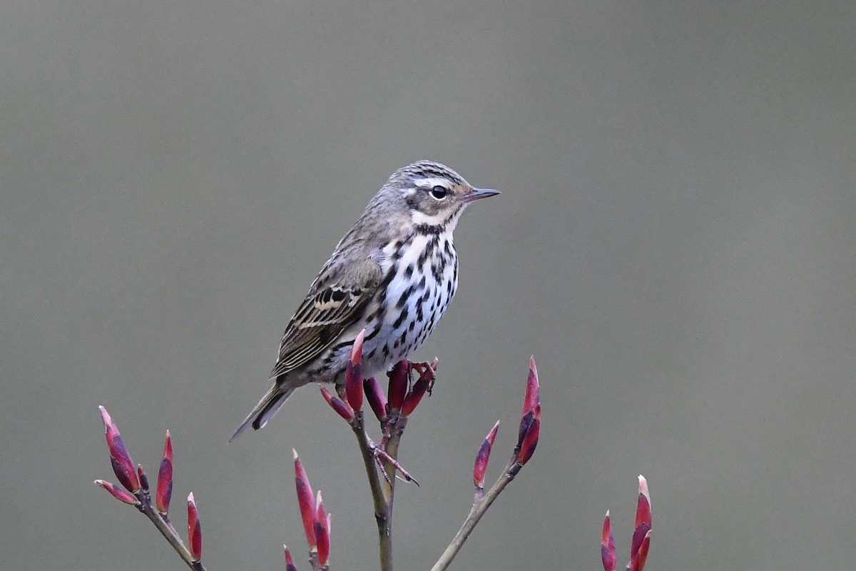 Olive-backed Pipit - ML151817151