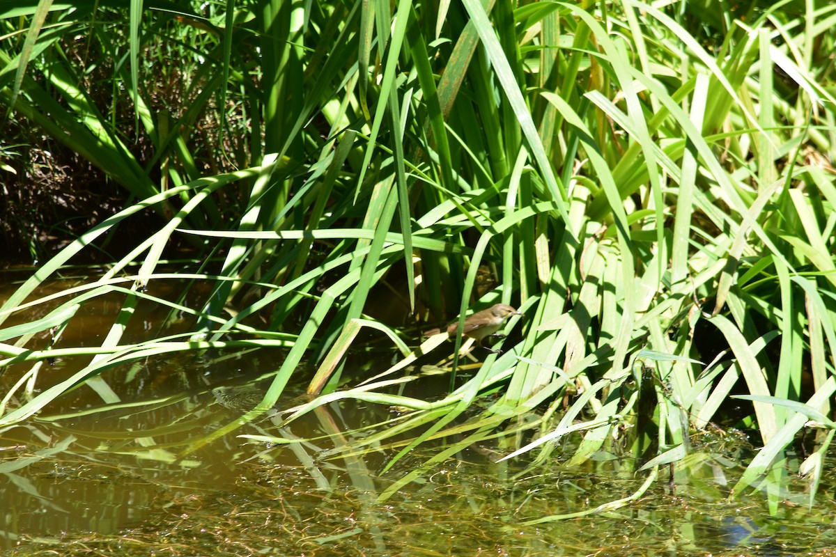 Australian Reed Warbler - ML151817601