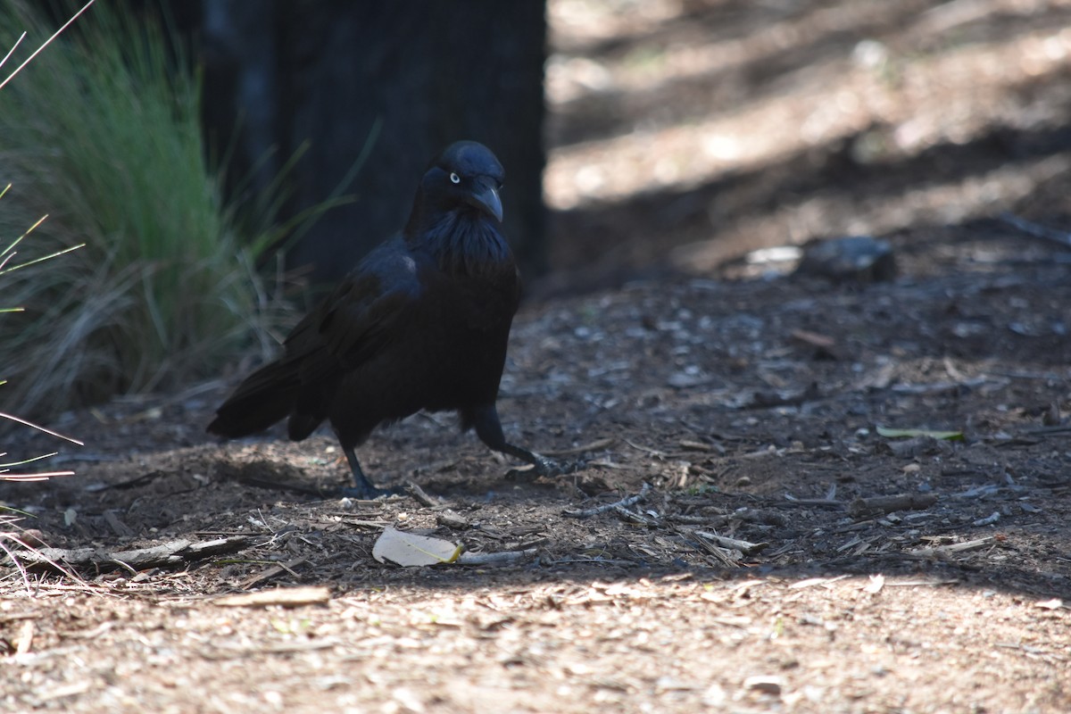 Australian Raven - ML151818091