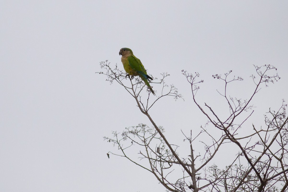 Brown-throated Parakeet (Brown-throated) - Michael Todd