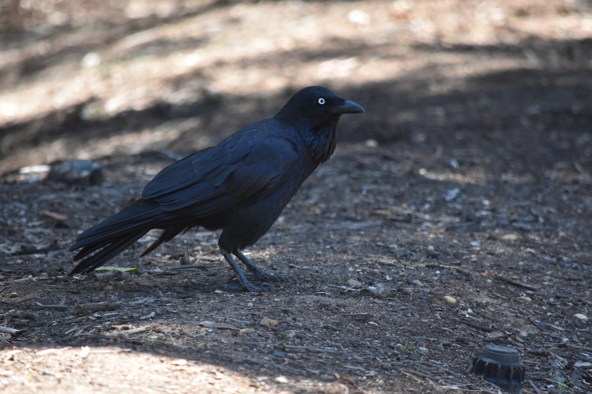 Australian Raven - ML151818141
