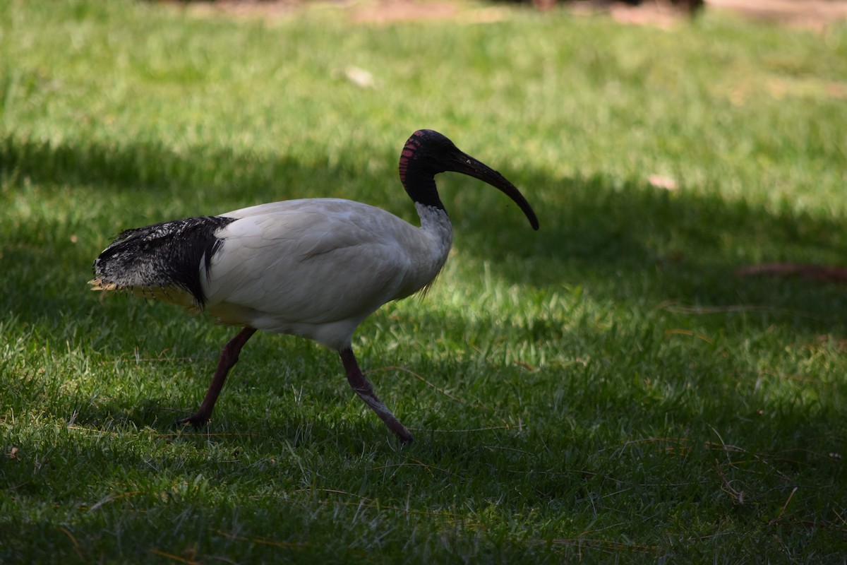 ibis australský - ML151818371