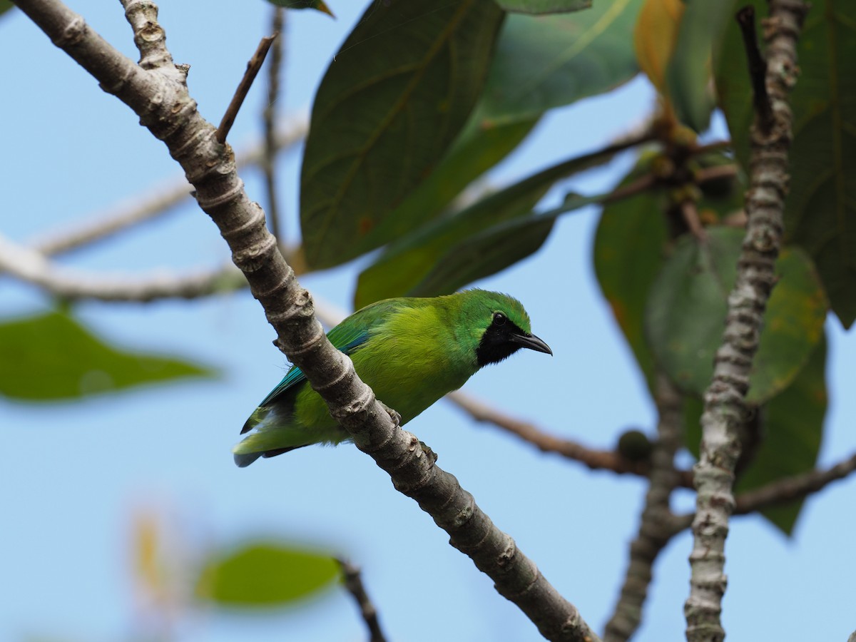 Bornean Leafbird - ML151818541