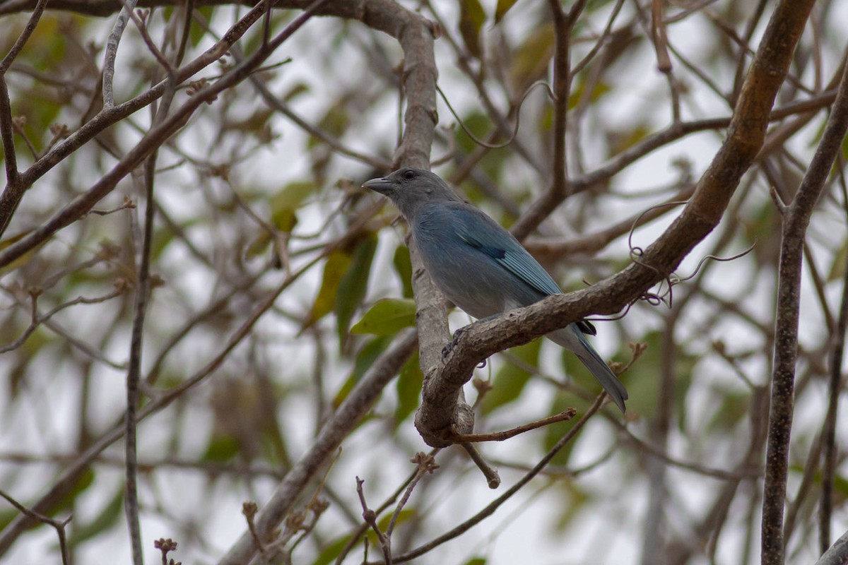 Glaucous Tanager - ML151818861