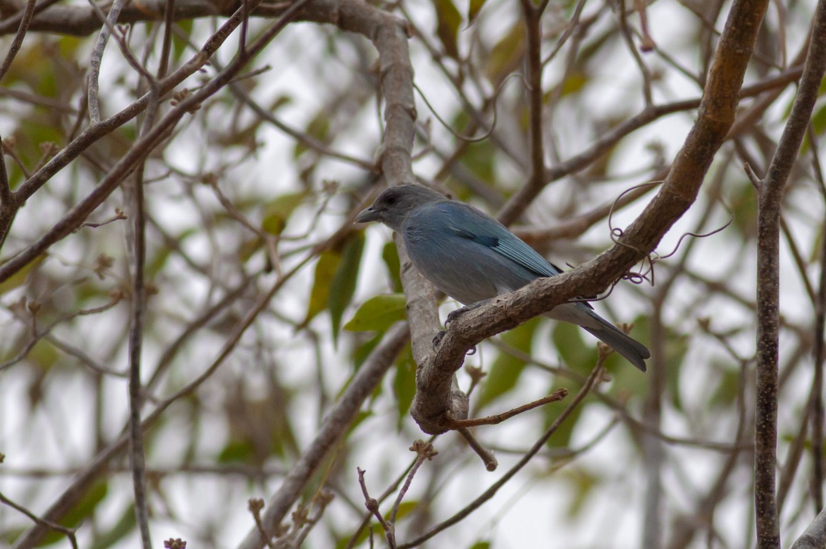 Glaucous Tanager - ML151818871